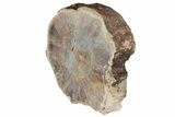 Polished, Petrified Wood (Araucarioxylon) Round - Arizona #193695-2